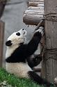 060 Chengdu, giant panda research center, reuzenpanda